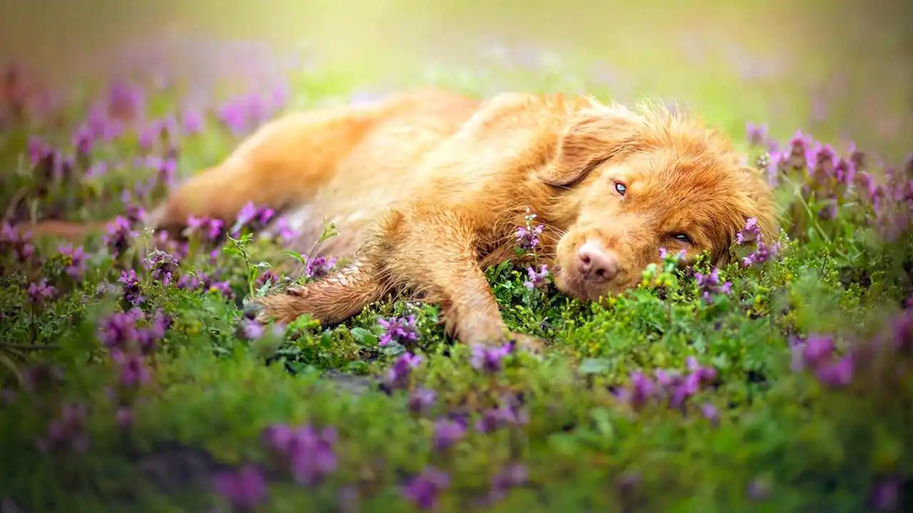 Lämpöhalvaus koirilla ja kissoilla: vinkkejä ennaltaehkäisyyn ja mitä tehdä, jos se tapahtuu.