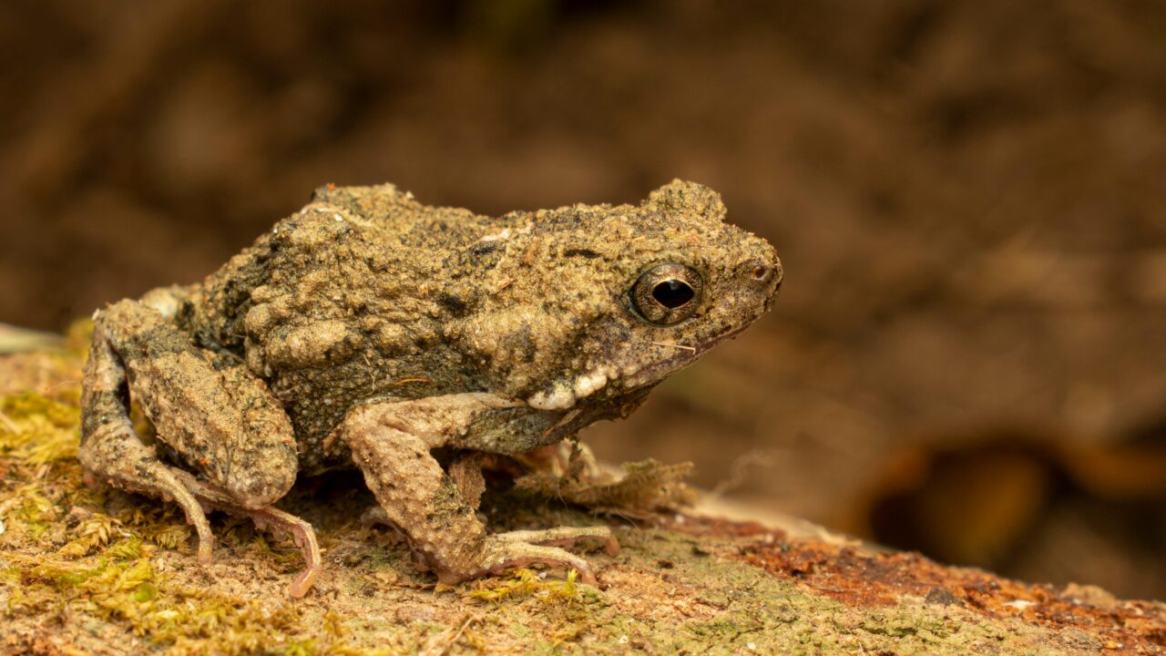 Tässä maassa on käytetty yli 200 000 euroa amfibioiden rampien rakentamiseen, ja se on täysin perusteltua.