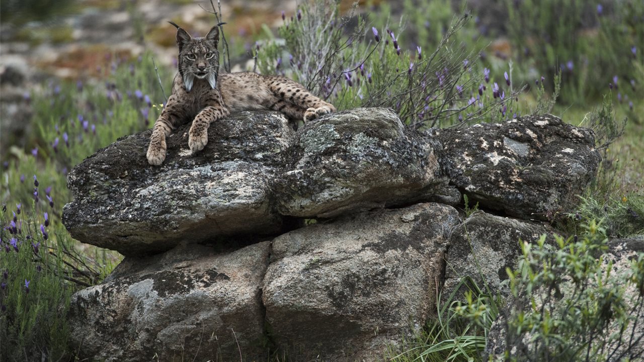 Tutkijat ovat hämmästyneitä: tämän maan ilvekset risteytyvät nyt keskenään eivätkä ole enää erillisiä populaatioita.