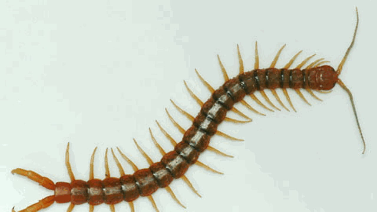 On erittäin suositeltavaa olla varovainen, jos löydät tämän välimerenhyönteisen kotonasi: sillä on paljon enemmän jalkoja kuin hämähäkillä, ja se on myrkyllinen.