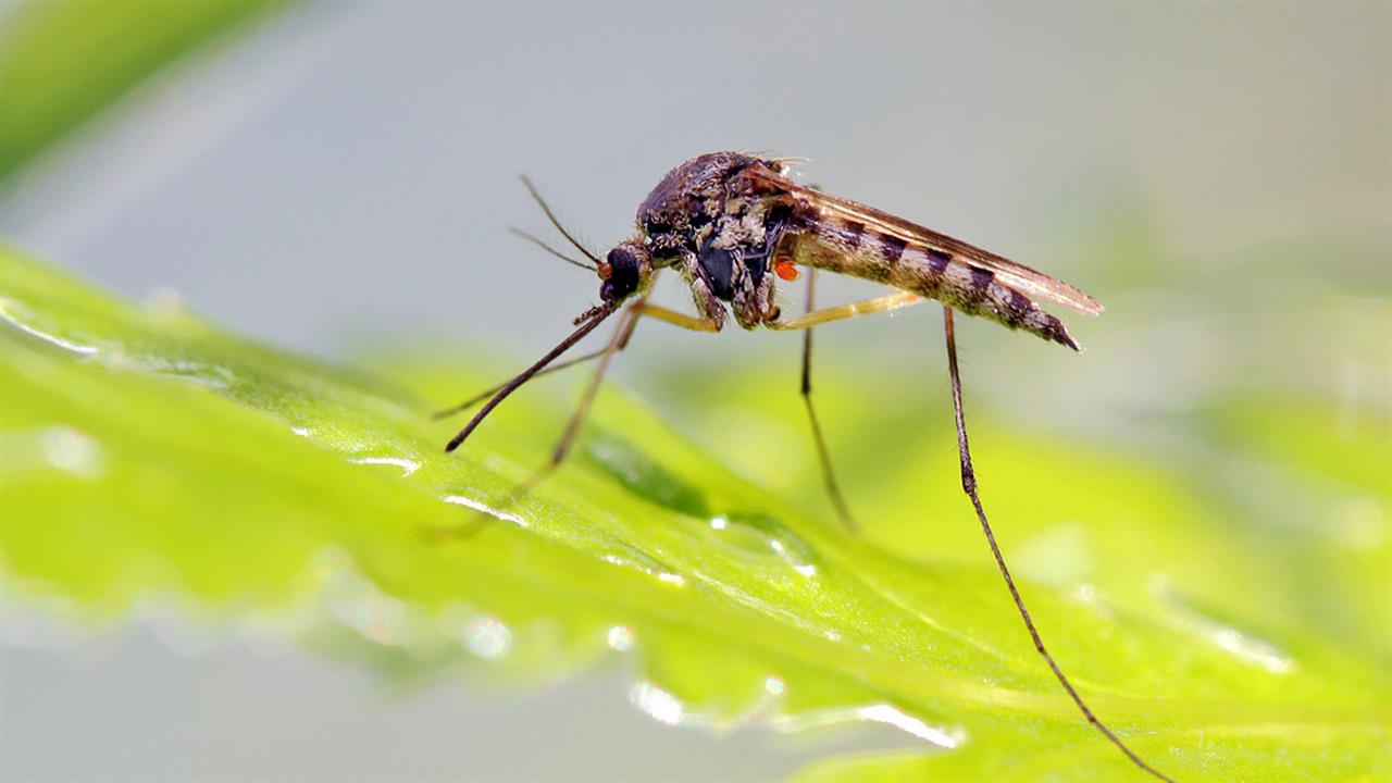 Kesä ilman hyttysiä: suosittu tapa ovien kanssa.