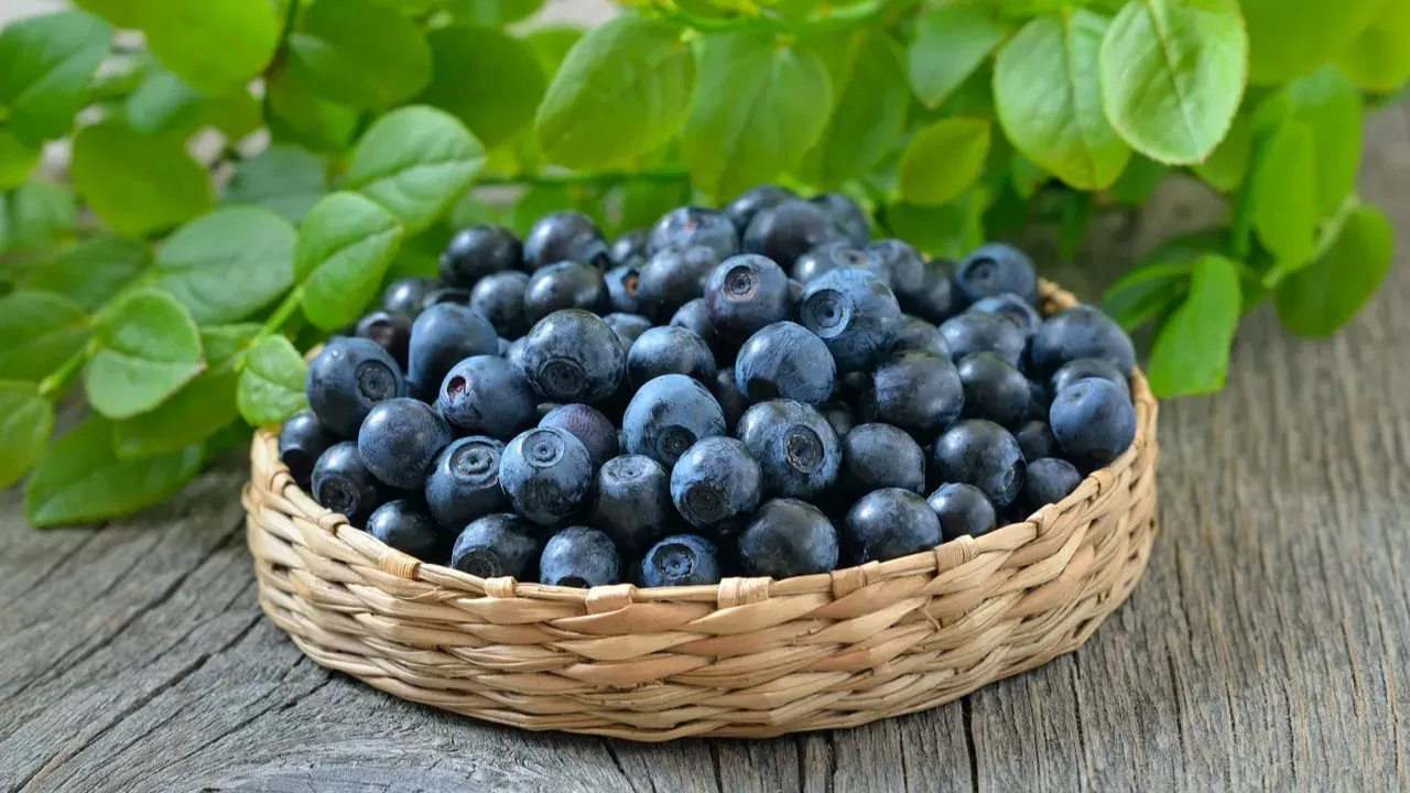 Maailmanlaajuinen mustikkaviljely vuonna 2025: ”sinisen renessanssin” vuosi