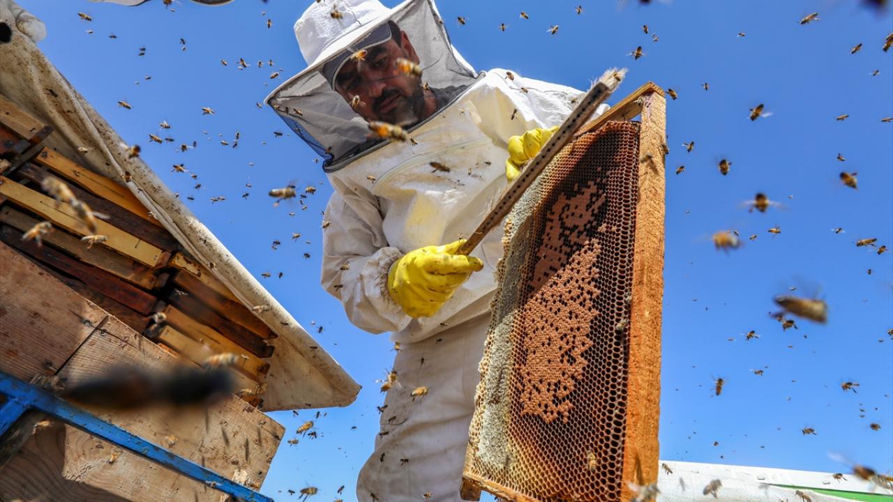 Toivoa mehiläishoitajille: tässä maassa on kehitetty tärkeä vastalääke epidemialle, joka tuhoaa yhä enemmän mehiläisiä ympäri maailmaa.
