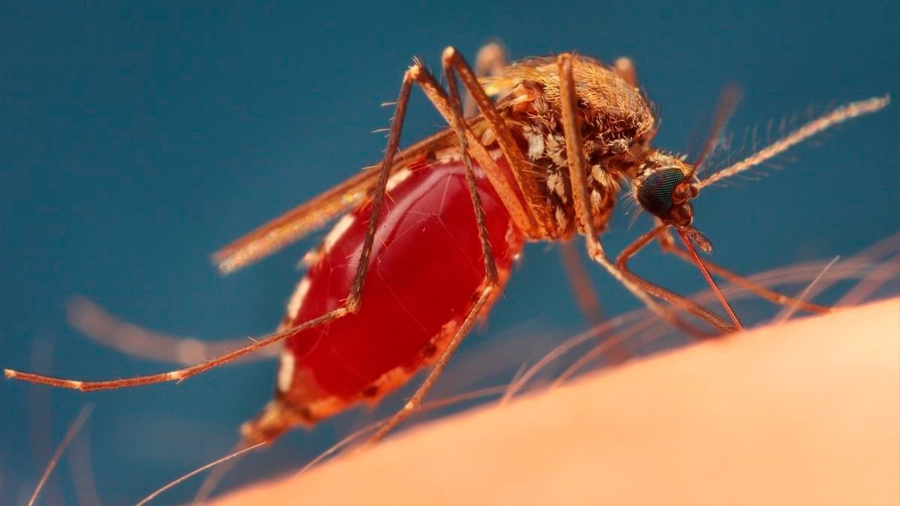 Biodiversiteetin häviämisen pahentuessa hyttysten tarve ihmisverelle kasvaa.