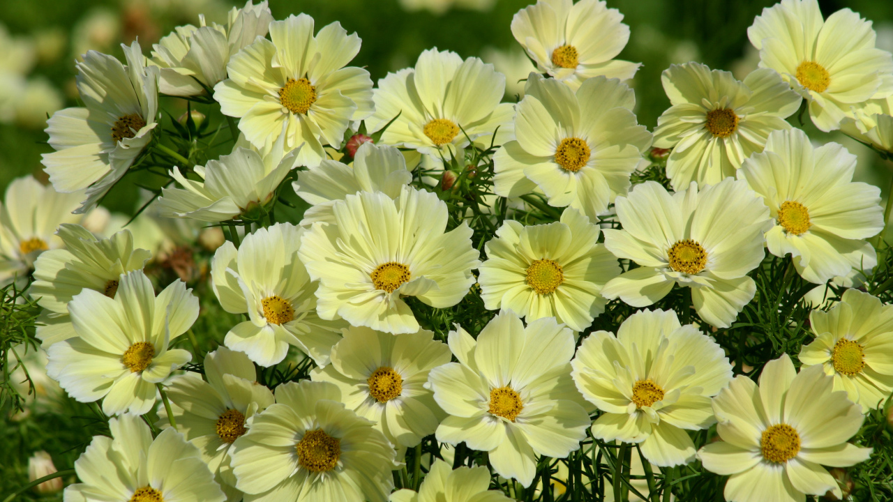 Kolme kasvia, jotka kannattaa istuttaa tammikuussa, jotta voit nauttia kukkaisesta puutarhasta: ne ovat lämmönkestäviä.