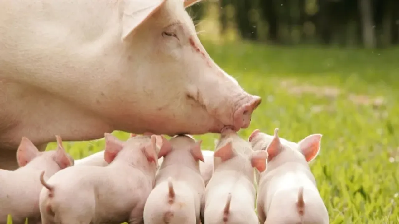 Genomitutkimukset paljastavat, kuinka ihmiset kuljettivat sikoja Tyynenmeren yli 50 000 vuotta sitten.