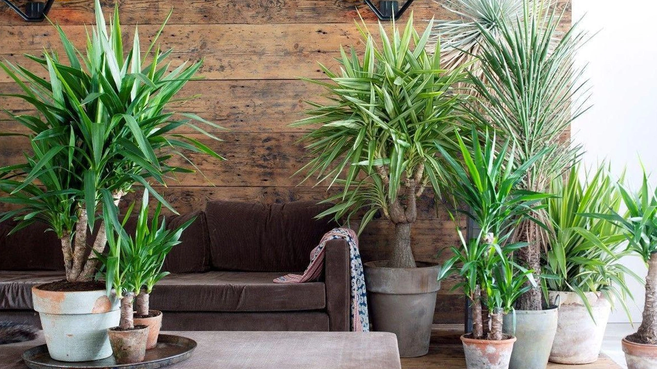 Kasvien asiantuntija: ”Älä koskaan laita alustaa drakenan alle, kun kastelet sitä kotona.”