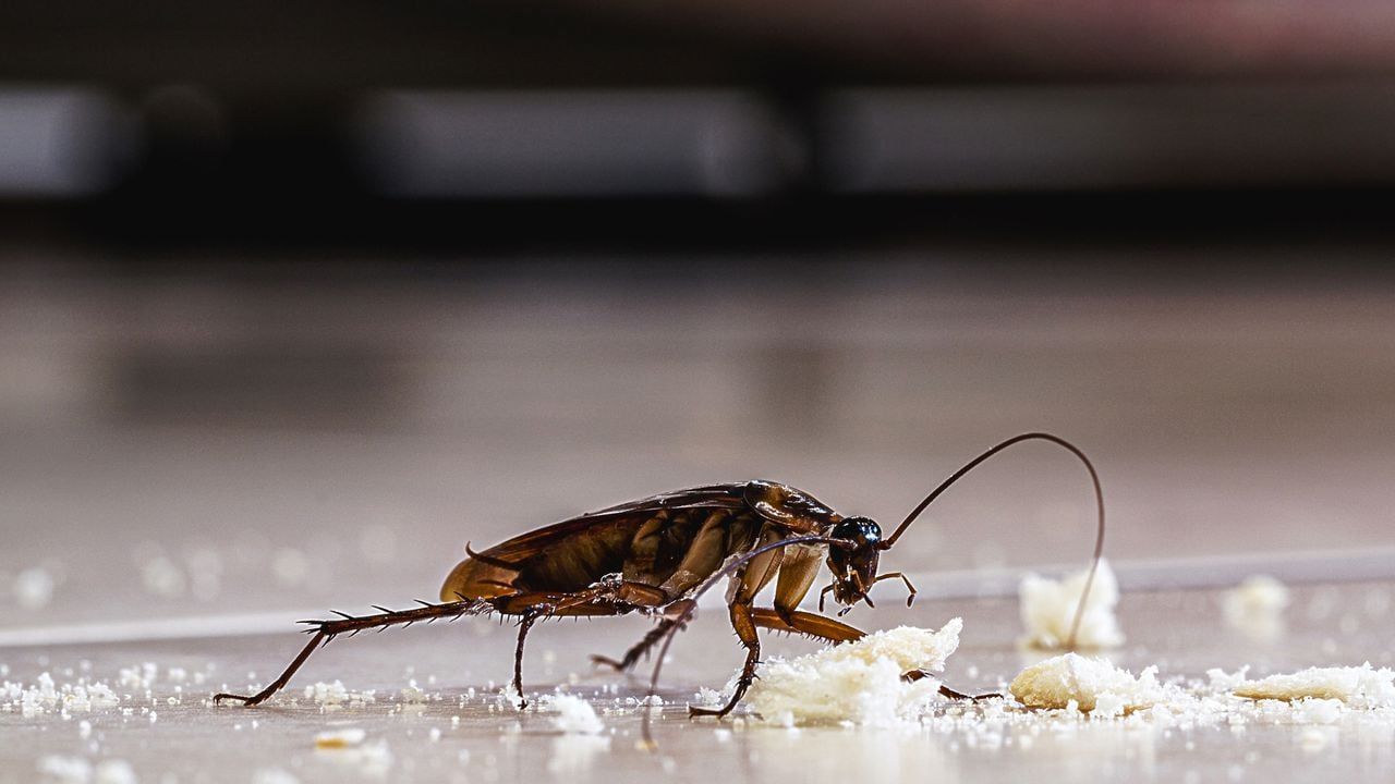 Kuinka valmistaa kotitekoinen torakankarkotin ja miksi sitä suositellaan käytettäväksi kotona.