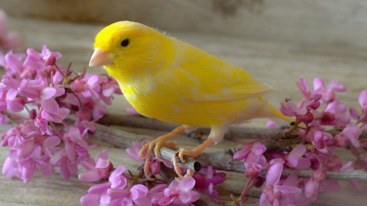 Koristeelliset linnut – näkymättömät sankarit ”petismissä”.