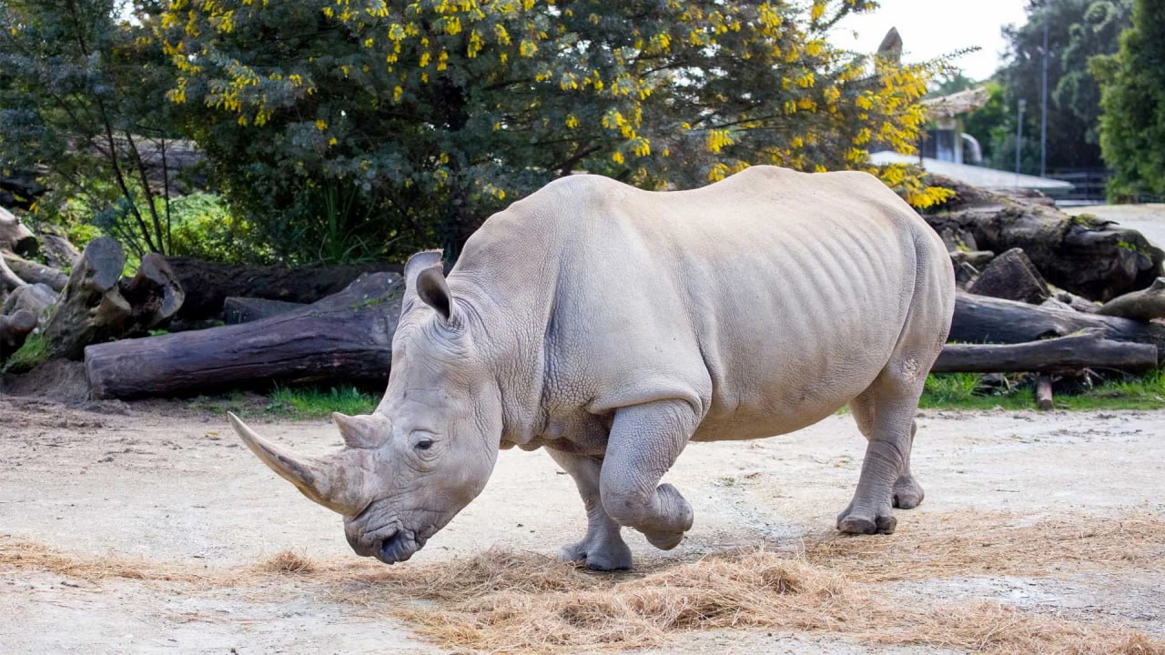 Asiantuntijat eivät voi uskoa: tässä maassa on syntynyt harvinaisen sarvikuonolajin poikanen.
