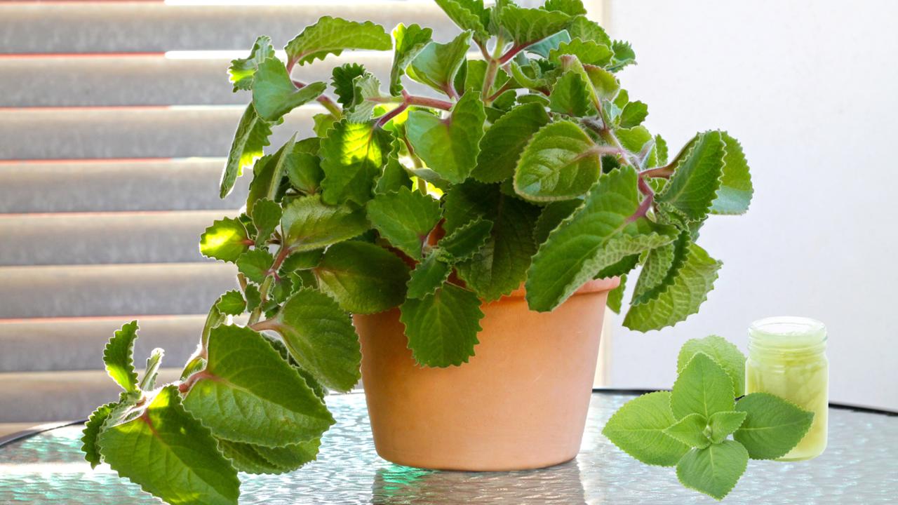 Mitä minttulajeja on olemassa ja mikä sopii parhaiten ruukkukasvattamiseen?