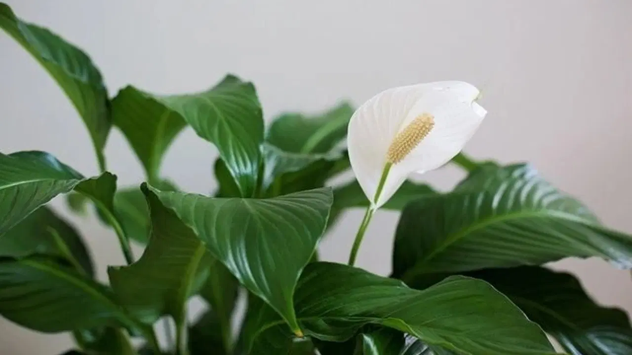 Jos teet näin joka päivä, spathiphyllumisi ei koskaan kukki.