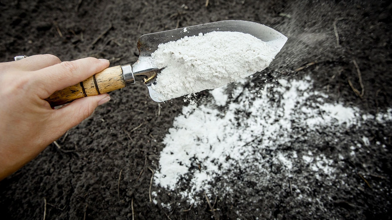 Mitkä ovat edut suolan lisäämisestä kasvien maaperään, ja milloin se voi olla haitallista puutarhalle?