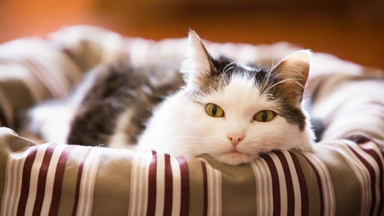 Eläinlääkäri kertoi, kuinka kauan kissalla kestää unohtaa sinut: ”Niiden muisti perustuu paitsi emotionaaliseen kiintymykseen myös fyysisen turvallisuuden tunteeseen.”