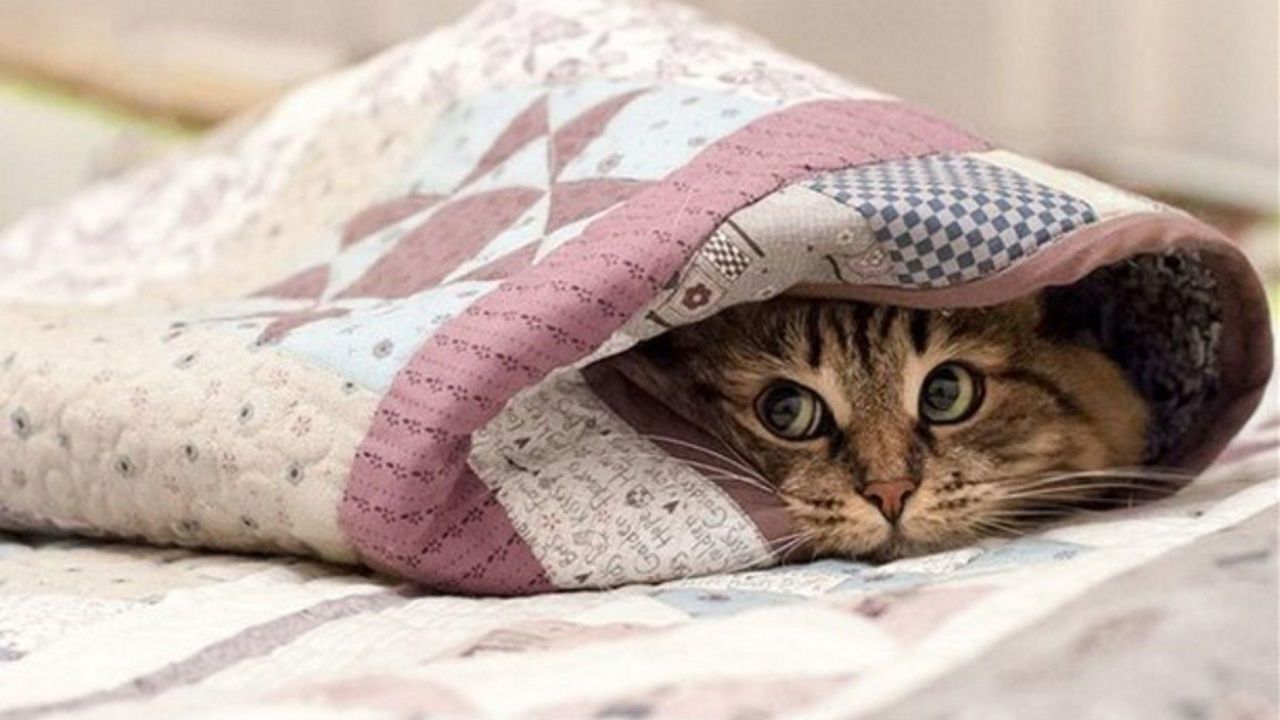 Jätä vaatekappale, jossa on sinun hajusi, kissasi nukkumapaikkaan: miksi se on tarpeen ja missä tilanteissa se auttaa.