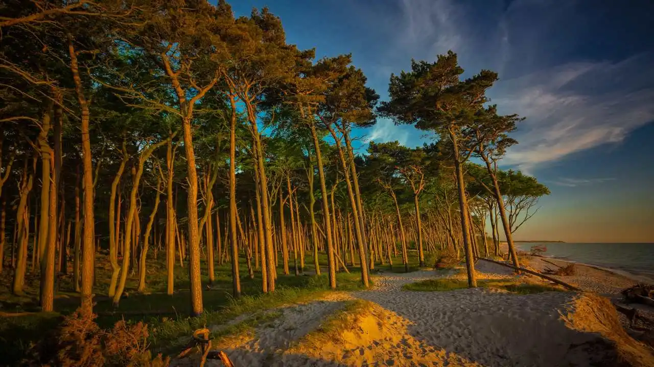 Kiina louhii tonneittain hiekkaa luodakseen metsän keskelle aavikkoa.