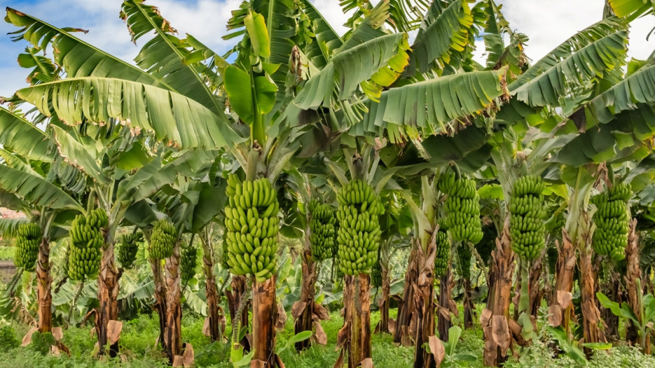 Sadonkorjuun jälkeen jäljelle jäävät tonnit banaaninvarret jalostetaan raaka-aineeksi vaatteiden ja paperin tuotantoon, ja mekaaninen uuttaminen ja kontrolloitu kuivaus nopeuttavat teollistumista.