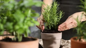 Rosmariinipensaan kääriminen alumiinifoliolla: miksi se on suositeltavaa ja mihin sitä tarvitaan.