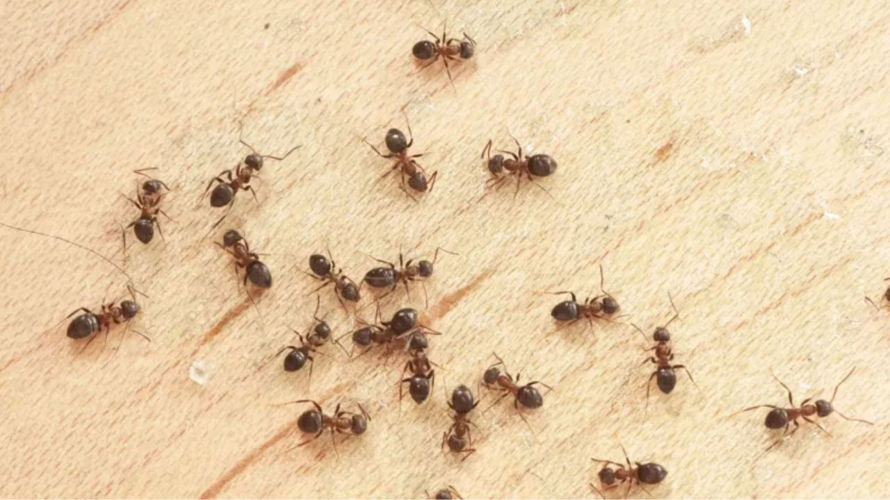 Kuinka päästä eroon muurahaisista talossa talkin avulla? Luotettava kotitekoinen keino.