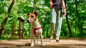 Mitä tarkoittaa, jos koirasi syö omia ulosteitaan, ja miksi sitä tulisi estää?