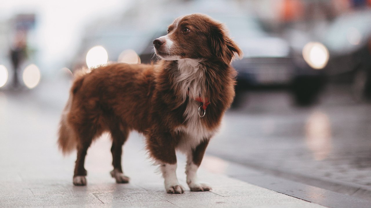Mitä tarkoittaa, jos koirasi syö omia ulosteitaan, ja miksi sitä tulisi estää?