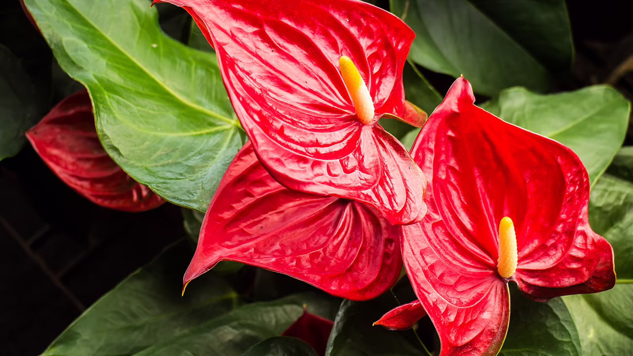 Missä kiinalaisen kulttuurin mukaan punainen anthurium tulisi istuttaa, jotta se toisi onnea ja runsautta vuonna 2026?