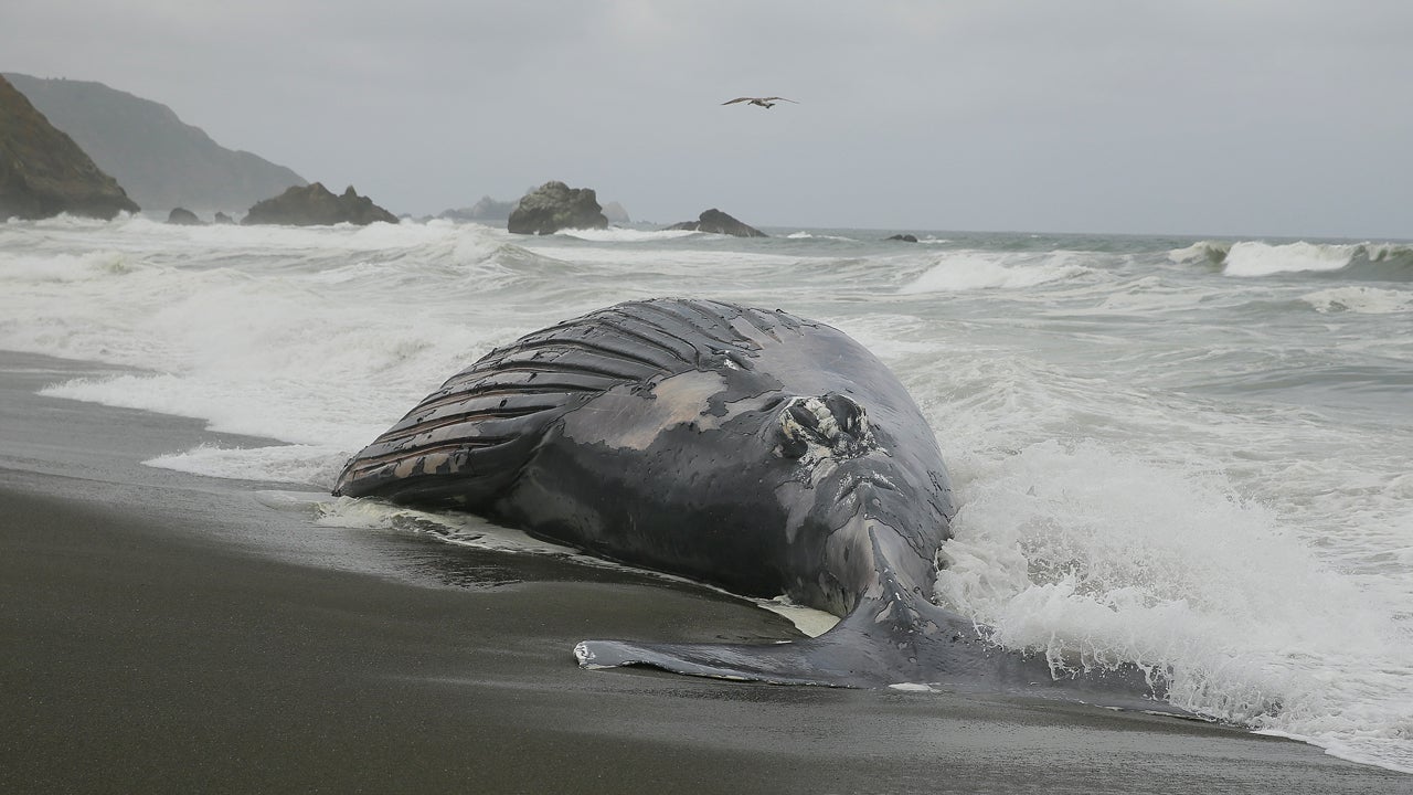 Kun kylässä löydettiin rannalta kuollut valas, asukkaat päättivät räjäyttää sen dynamiitilla. 55 vuotta myöhemmin he juhlivat yhä tätä tapahtumaa.