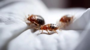 Harvat tietävät, että luteet inhoavat tämän mausteen tuoksua. Näin pääset nopeasti eroon tästä ongelmasta.