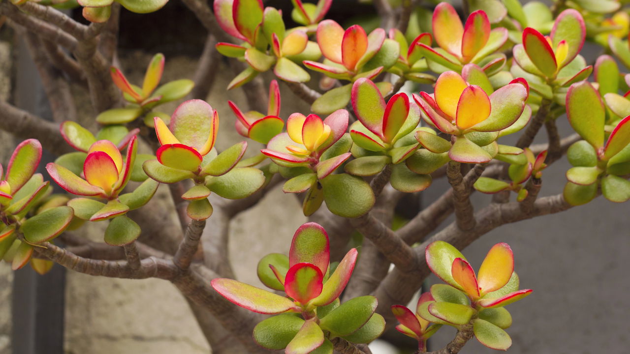 Kuinka määrittää, milloin jade-puu on leikattava