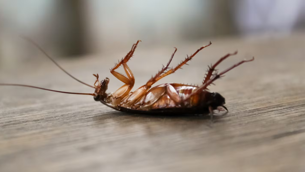 Kuinka valmistaa kotitekoinen torakankarkotin ja miksi sitä suositellaan käytettäväksi kotona.