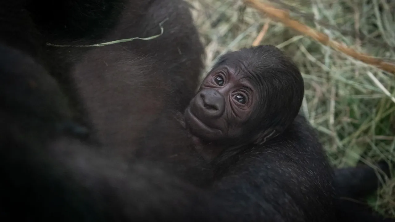Tutkijat eivät voi uskoa sitä: tässä andalusialaisessa eläintarhassa vierailijoiden silmien edessä syntyi uhanalaisen lajin poikanen.