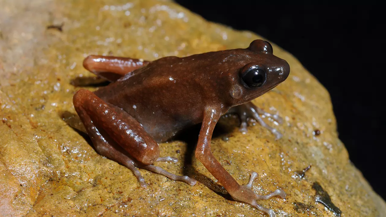 Historiallinen löytö tässä maassa: uusi sammakkolaji, jolla on ainutlaatuisia ominaisuuksia, muuttaa kaiken, mitä tästä lajista tiedettiin.