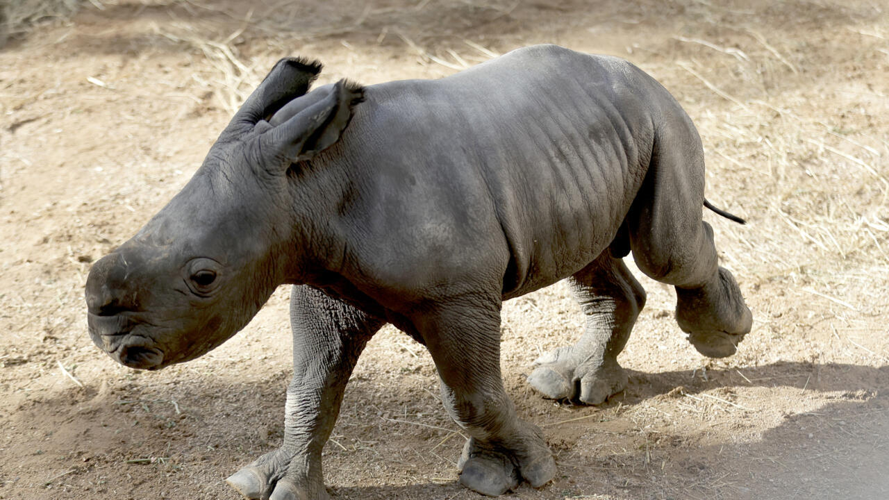 Asiantuntijat eivät voi uskoa: tässä maassa on syntynyt harvinaisen sarvikuonolajin poikanen.