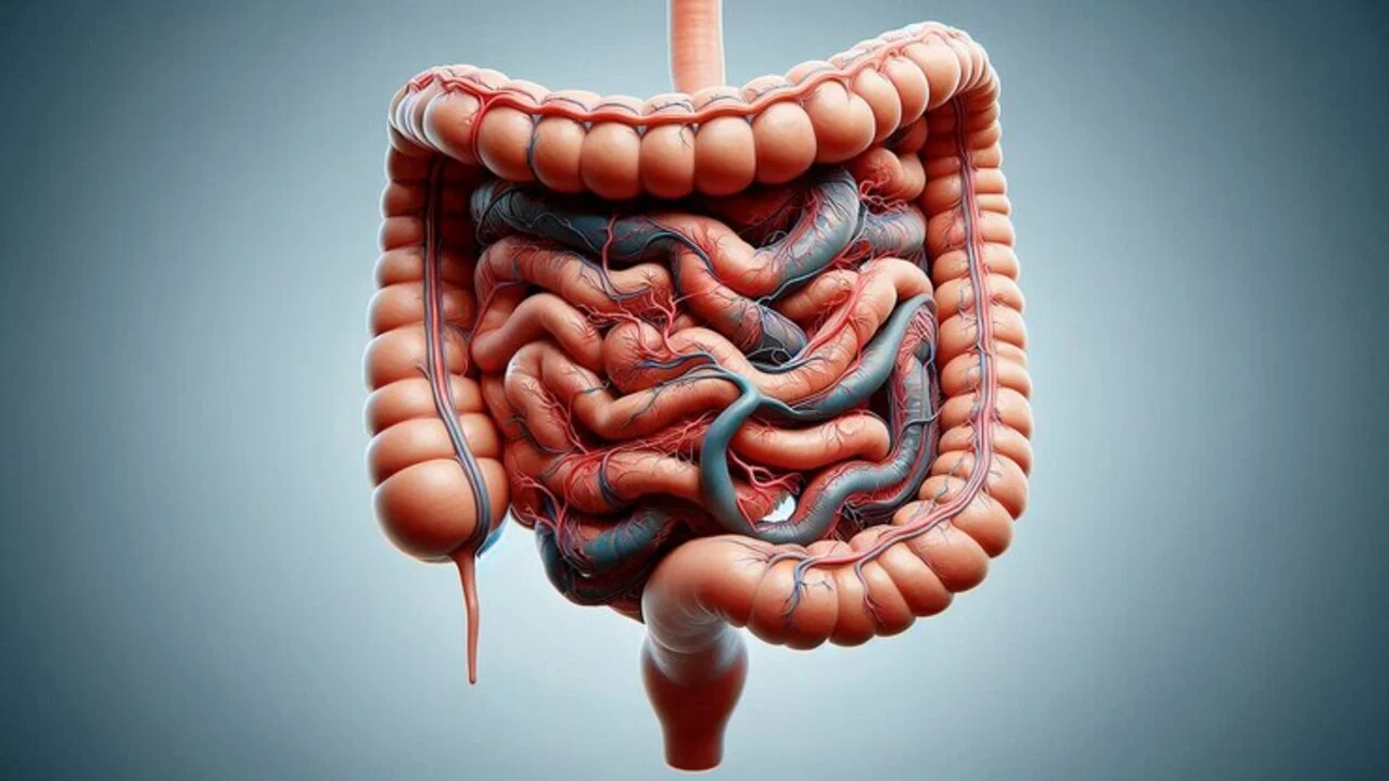 Paksusuolen lähellä oleva rasvakudos voi vaikuttaa suoliston immuunivasteeseen.