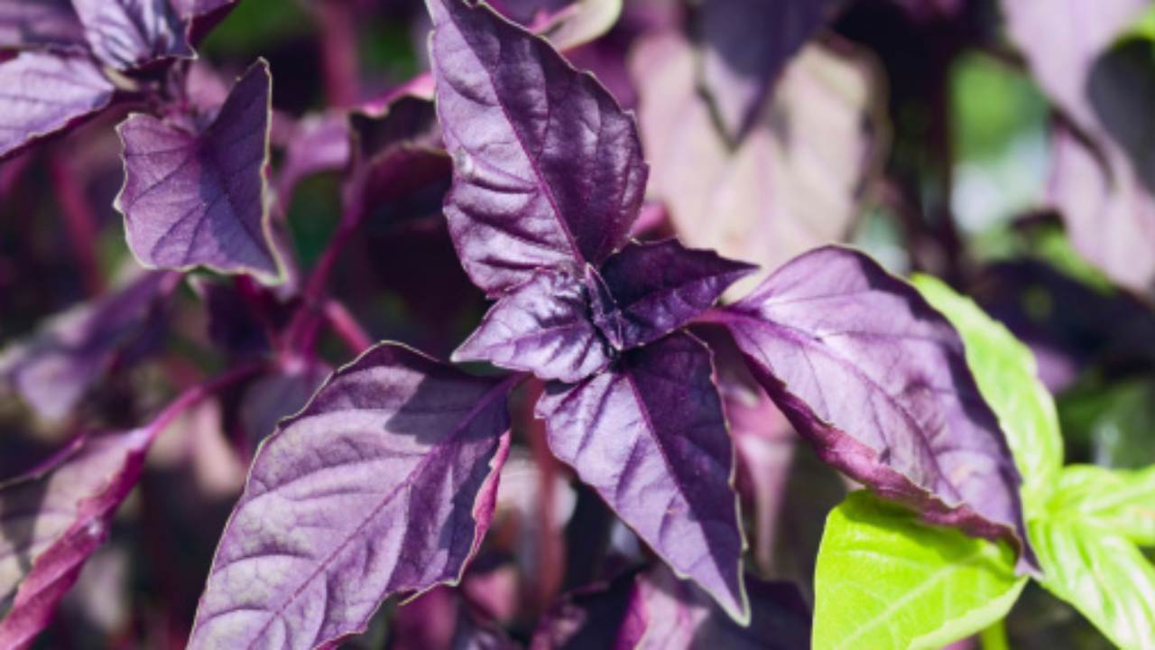 Ihanteellinen aromaattinen kasvi tammikuun kylvöksi: se kasvaa nopeasti ja on erittäin tuottava.