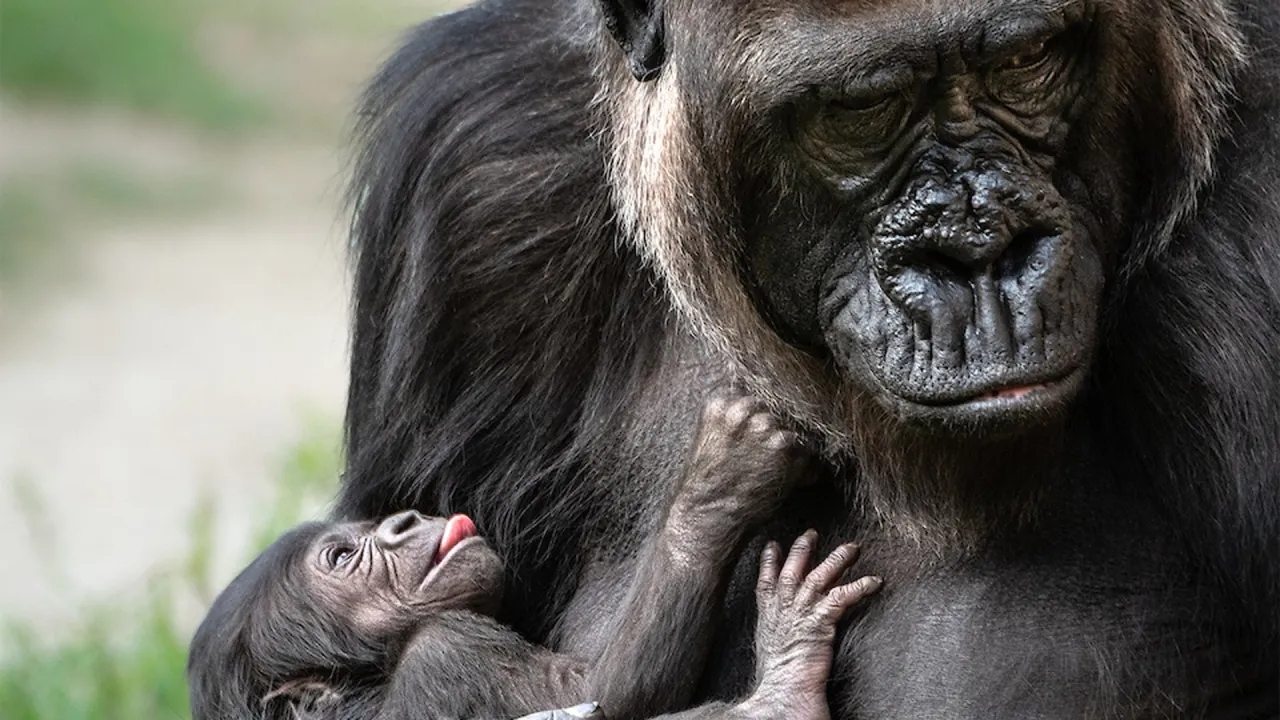 Tutkijat eivät voi uskoa sitä: tässä andalusialaisessa eläintarhassa vierailijoiden silmien edessä syntyi uhanalaisen lajin poikanen.