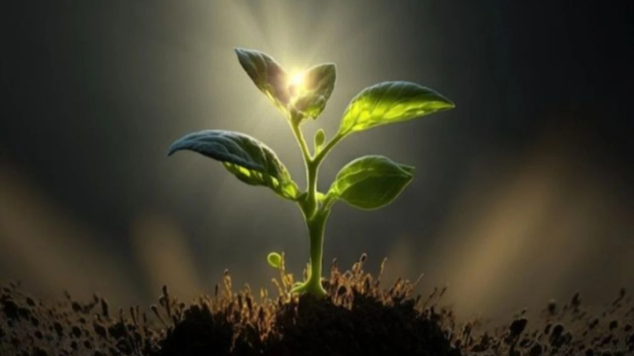 Se ei ole taikuutta, vaan tiedettä: tutkijat tutkivat, kuinka kasvit hajottavat auringonvaloa sadon parantamiseksi.