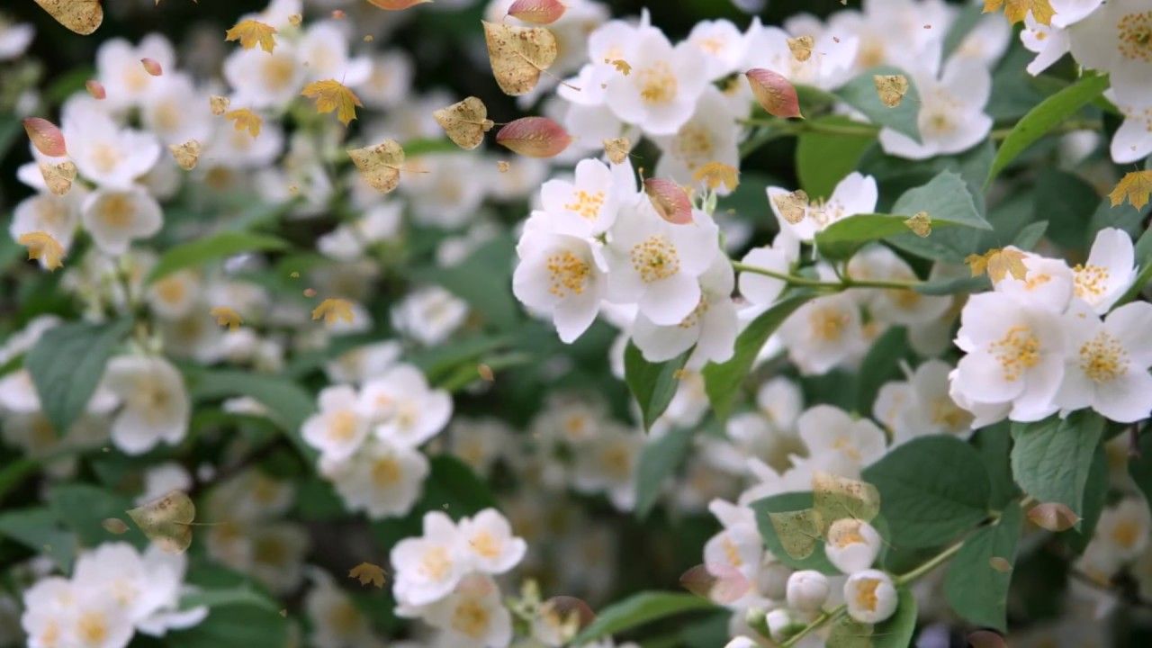 Kukkapuutarhan tuoksun täyttävä kukka, jota voi kasvattaa ruukuissa.