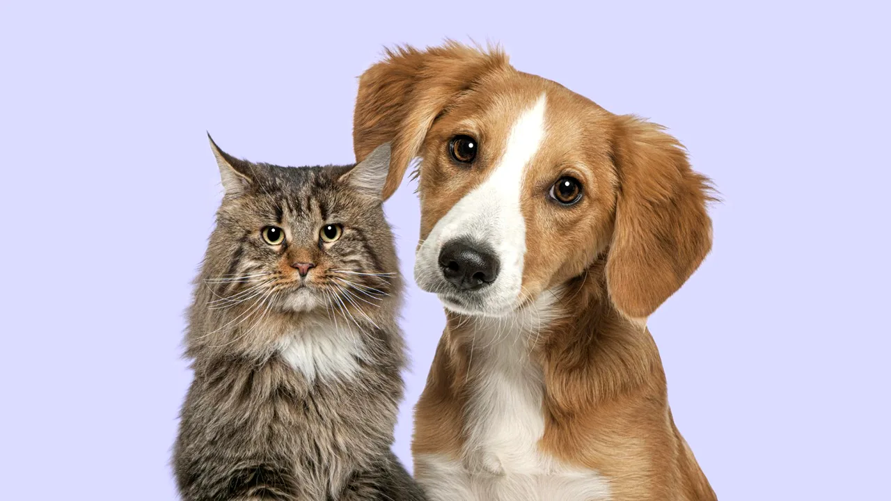 Vaikuttaako kastrointi koirien ja kissojen elinikään?