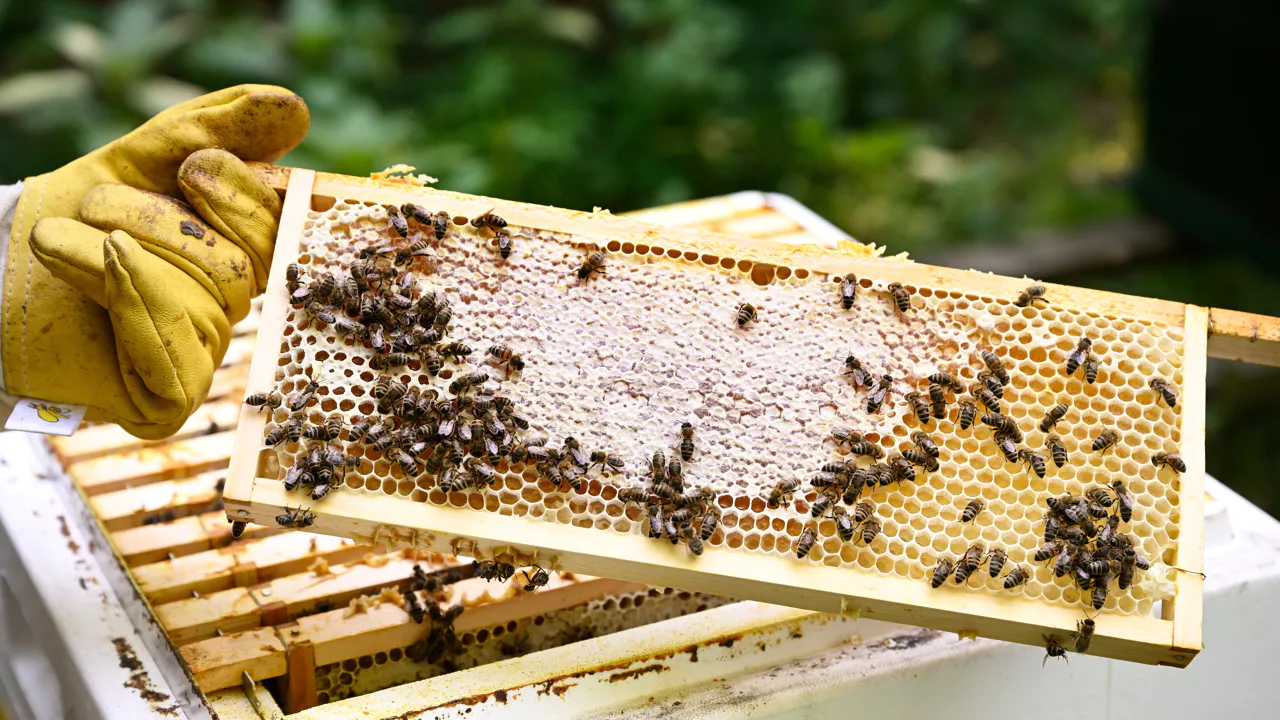 Toivoa mehiläishoitajille: tässä maassa on kehitetty tärkeä vastalääke epidemialle, joka tuhoaa yhä enemmän mehiläisiä ympäri maailmaa.