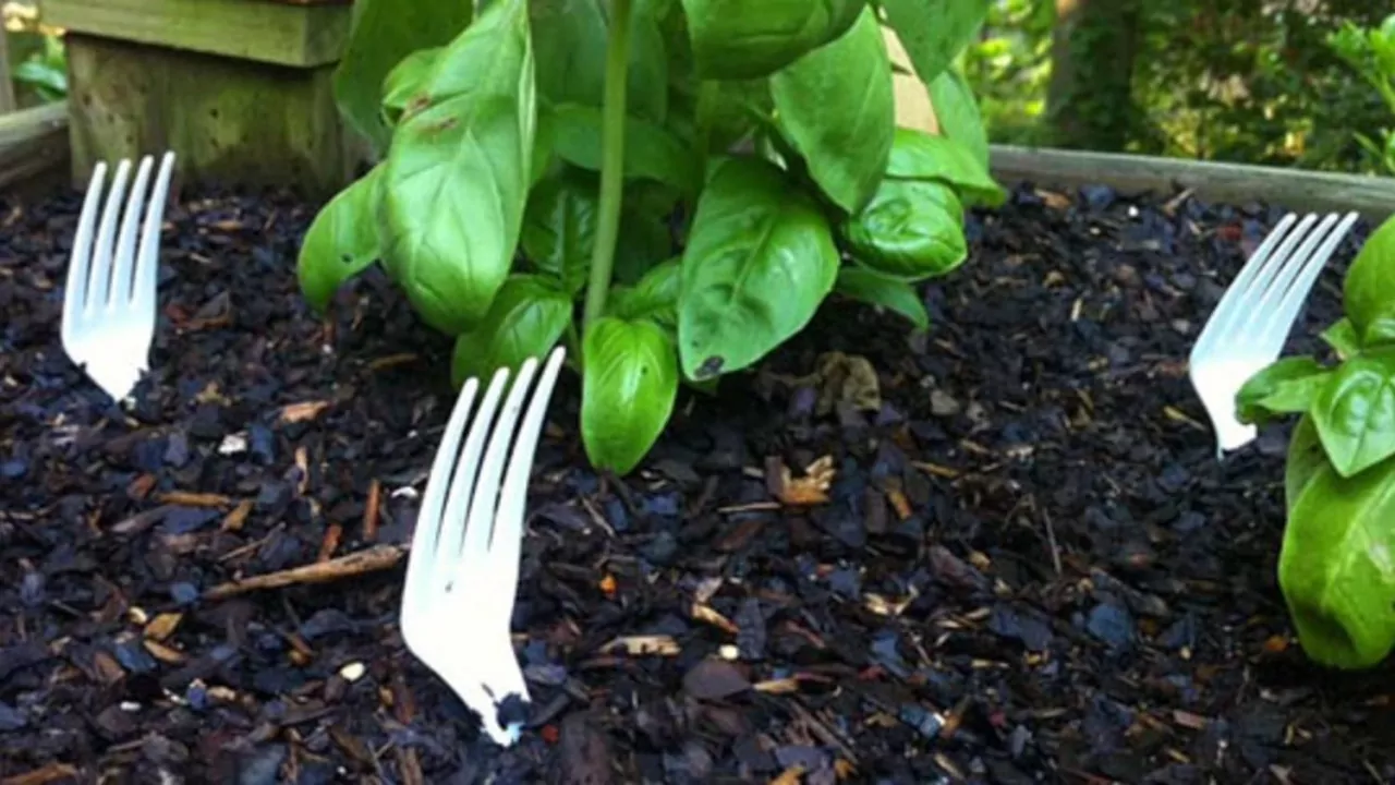 Mikä on muovihaarukoiden käyttötarkoitus puutarhassa ja miksi sitä suositellaan?