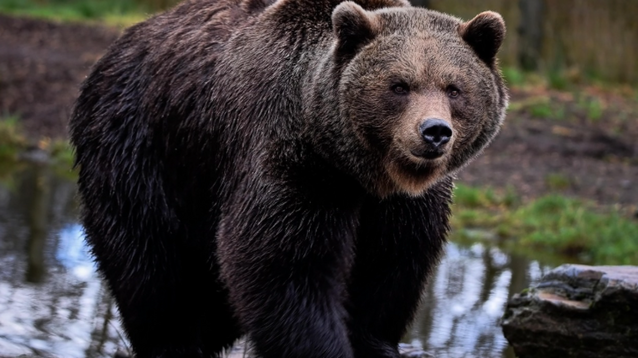 Se kuulostaa hyvin oudolta, mutta tiede vahvistaa: karhut voivat muuttua yhä kasvissyöjäisemmiksi ja muuttaa rooliaan ekosysteemeissä.