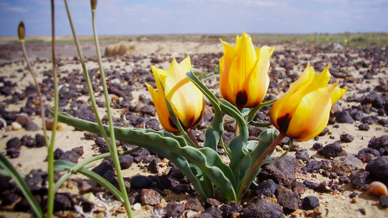 Miksi vuosi 2026 on ratkaiseva kymmenelle uhanalaiselle lajille