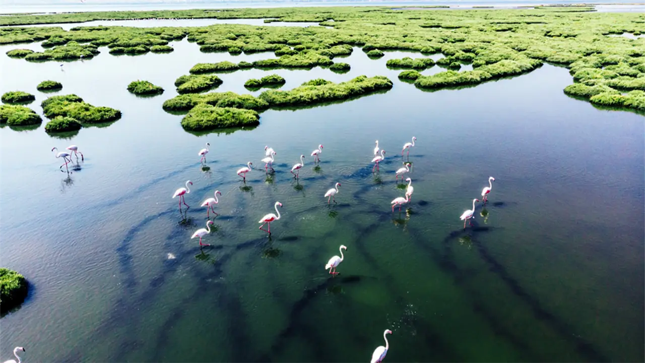 Missä tämän maan alueilla on kosteikkoja, jotka pidättävät mikromuovia ja suojelevat ekosysteemiä?