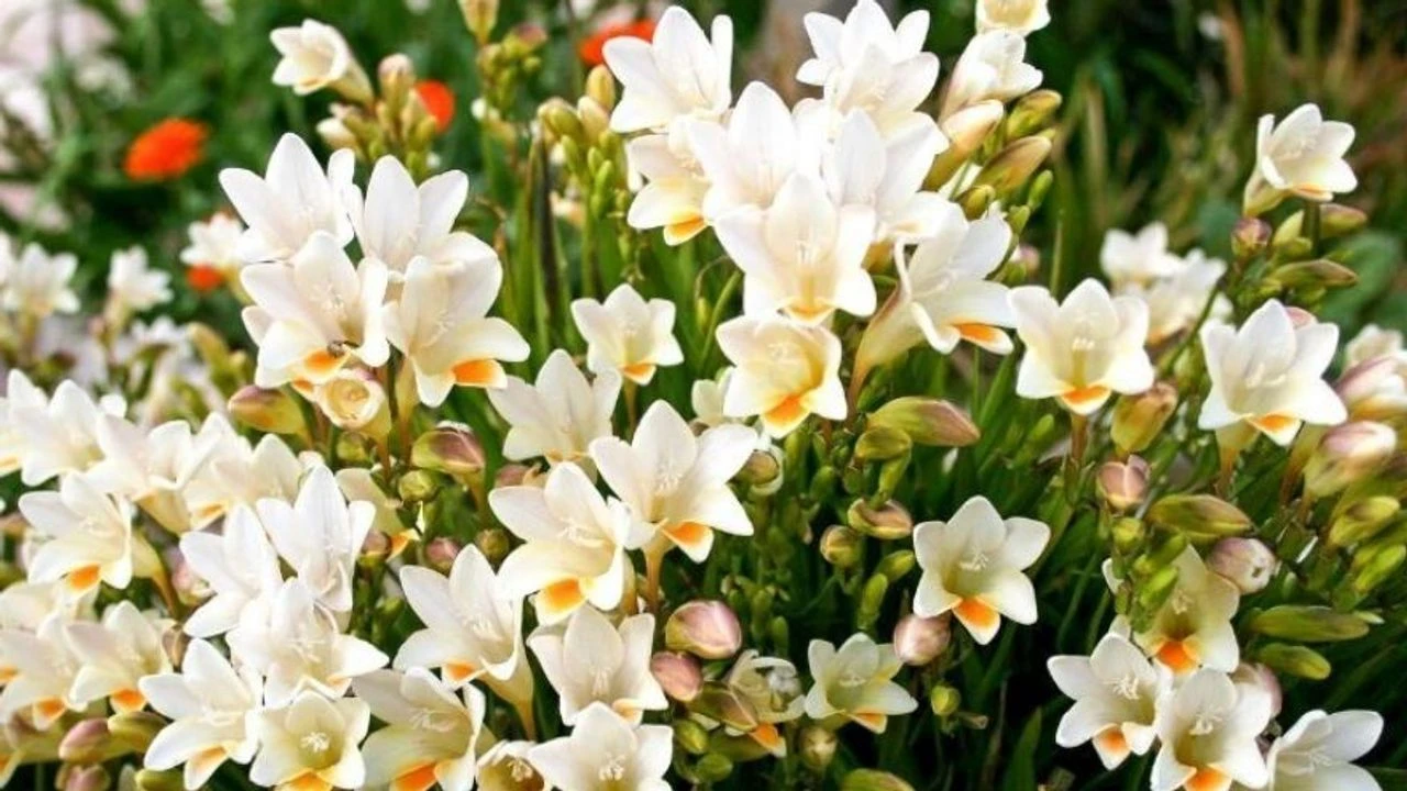 Kasvi, joka täyttää puutarhasi tuoksulla ja sopii erinomaisesti omien kukkakimppujen luomiseen.