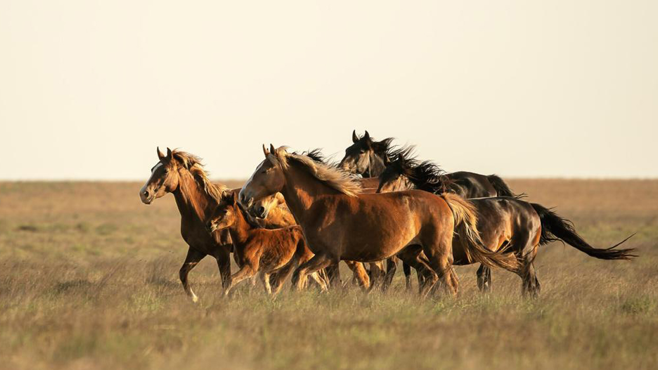 Hevoset ”tuntevat” ihmisten pelon: tutkimus vahvistaa, että niiden välittämät kemialliset signaalit aiheuttavat niissä ahdistusta.
