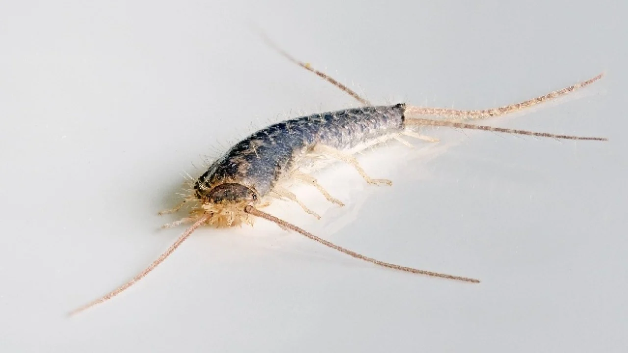 Kalanahkoja kylpyhuoneessa? Tämä kotitekoinen perunatrikki toimii vain yhden yön aikana.