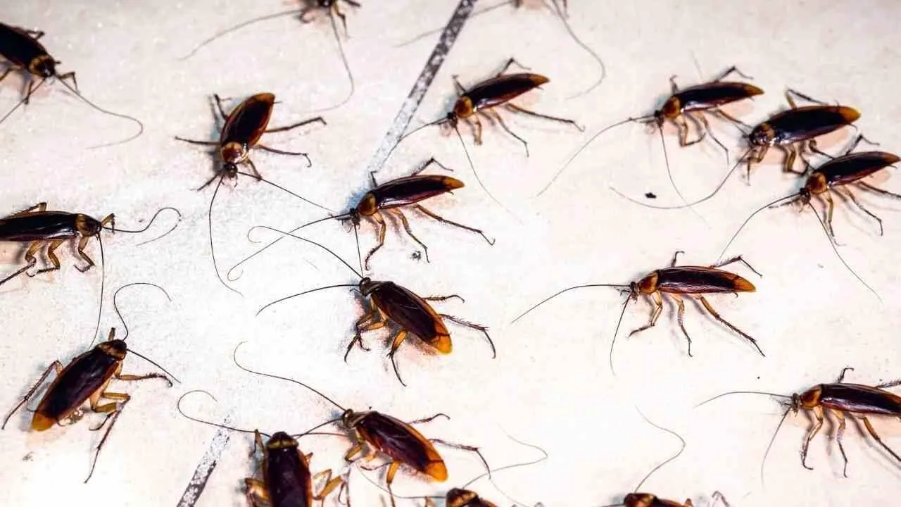 Ruokasooda ja sokeri: kotitekoinen keino, joka auttaa pääsemään eroon torakoista ilman kemiallisia hyönteismyrkkyjä.