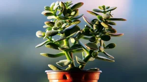 Kasvi, joka houkuttelee runsautta ja sopii erinomaisesti istutettavaksi tammikuussa.