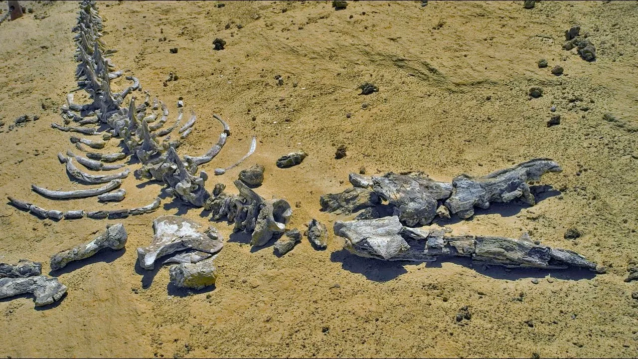 Tiedeyhteisö oli järkyttynyt kuullessaan, että maailman nuorimmat mammutin fossiilit olivatkin peräisin valaista.